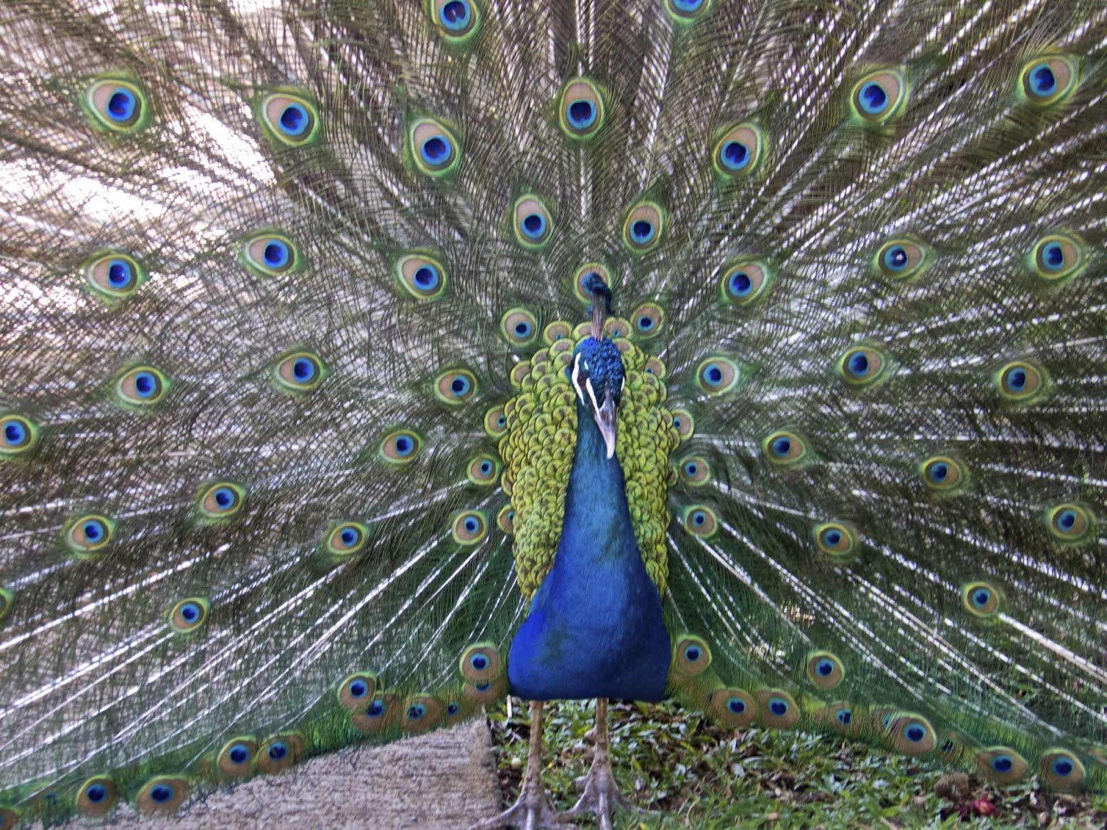 Zoo Ave, Alejuela, San José, Costa Rica