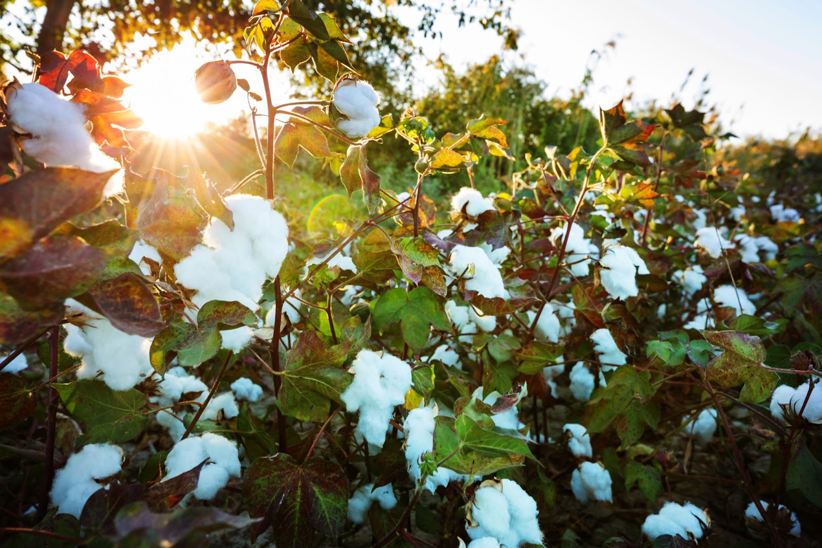regenerative agriculture organic cotton