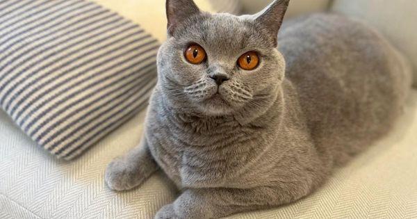 Gambar Kucing Lucu British Shorthair  (Sumber Foto : Instagram monacca0918)