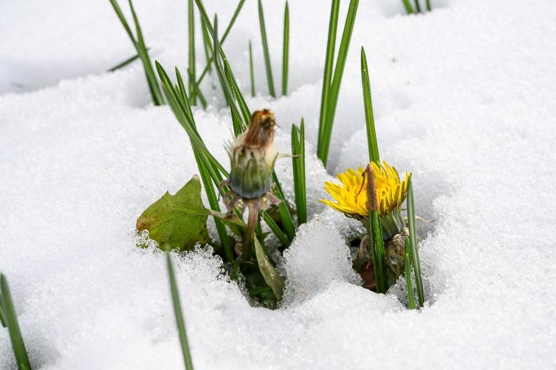 Afbeelding met sneeuw, buiten, plant, groente

Automatisch gegenereerde beschrijving