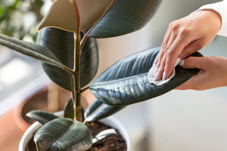 Maintain cleanliness and prune your plants regularly. 