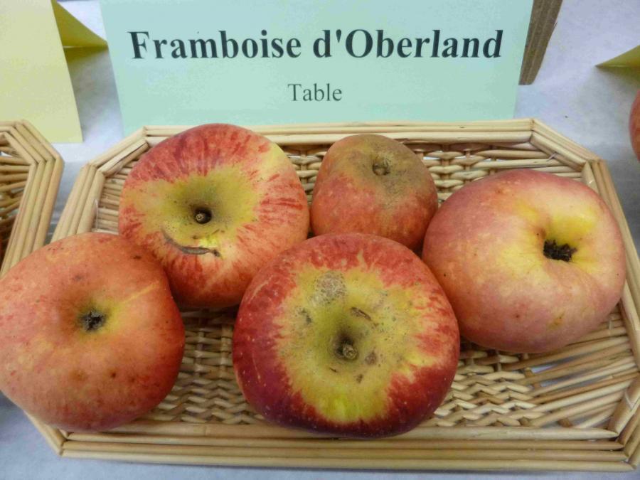 http://dinan.dinancommunaute.fr/conservatoire/sites/default/files/styles/fruit_full/public/fruits/pommes/photos_fruit/Framboise%20d%27Oberland.JPG?itok=k3nkjVqG