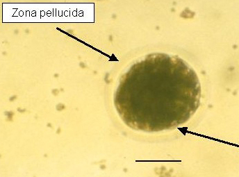 Equine compact morula. The embryo consists of a compacted mass of blastomeres, with a prominent zona pellucida. The outline of individual blastomeres can be seen around the periphery of the embryo (arrow). Embryo size approximately 220 μm (bar = 100 μm).