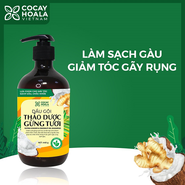 Dầu gội thảo dược gừng dừa cỏ cây hoa lá trị gàu hiệu quả chỉ sau 7 ngày sử dụng