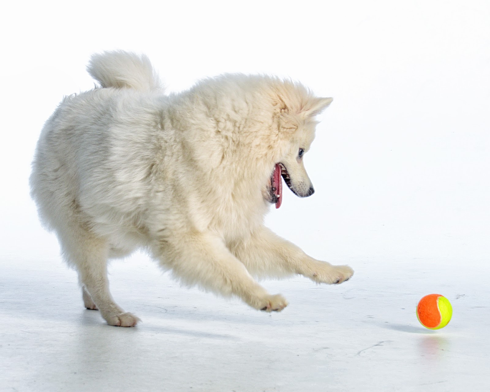 Studio shot of an American Eskimo Dog playing with a ball