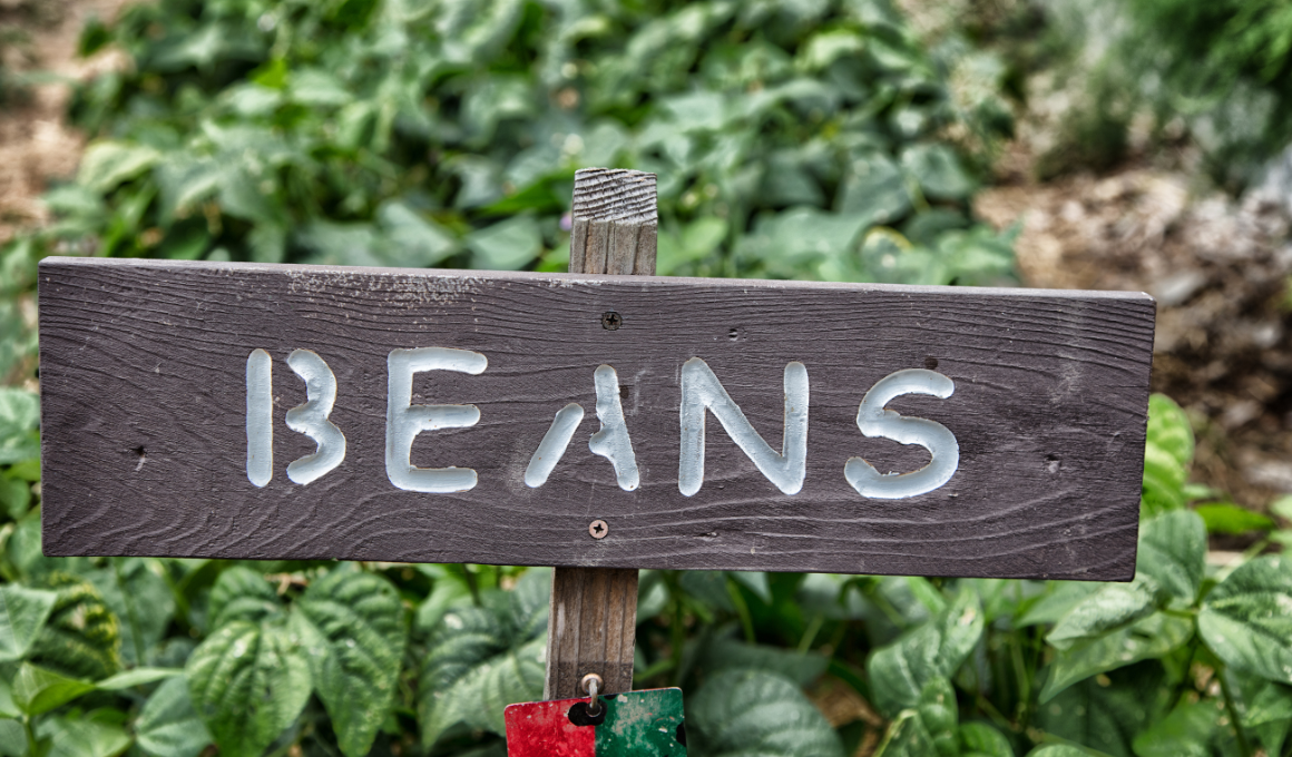 Beans Gardening