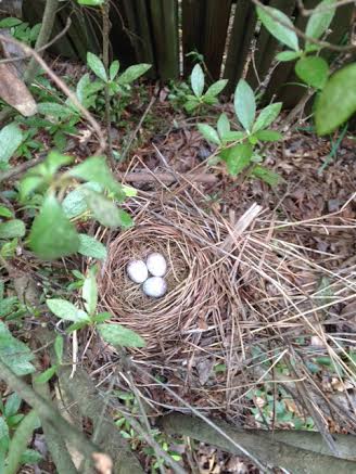 nest.jpg