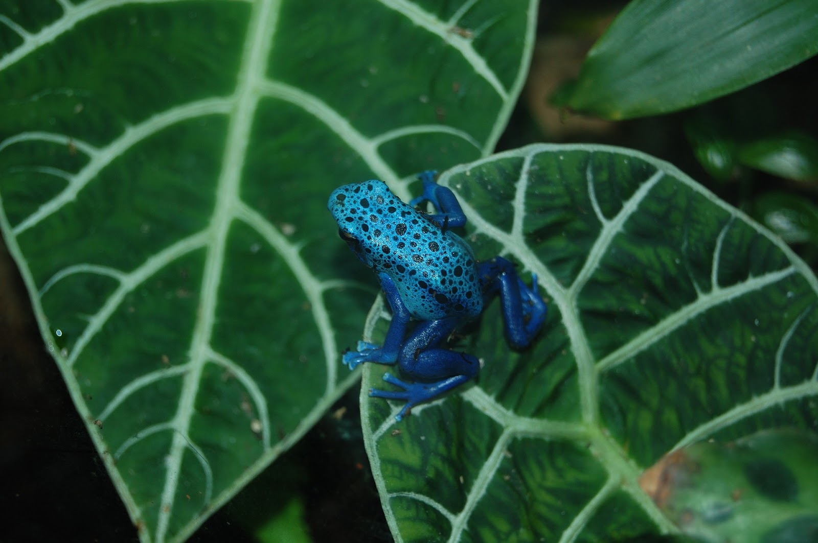 Blue dart frog