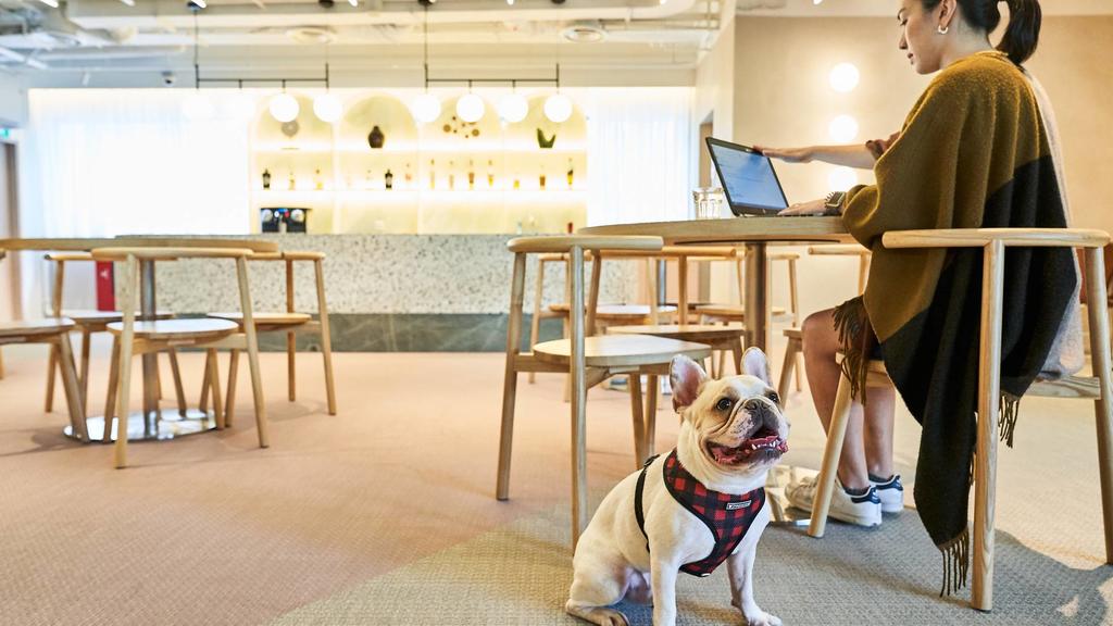 Corporate Suits Dog Friendly Coworking Space