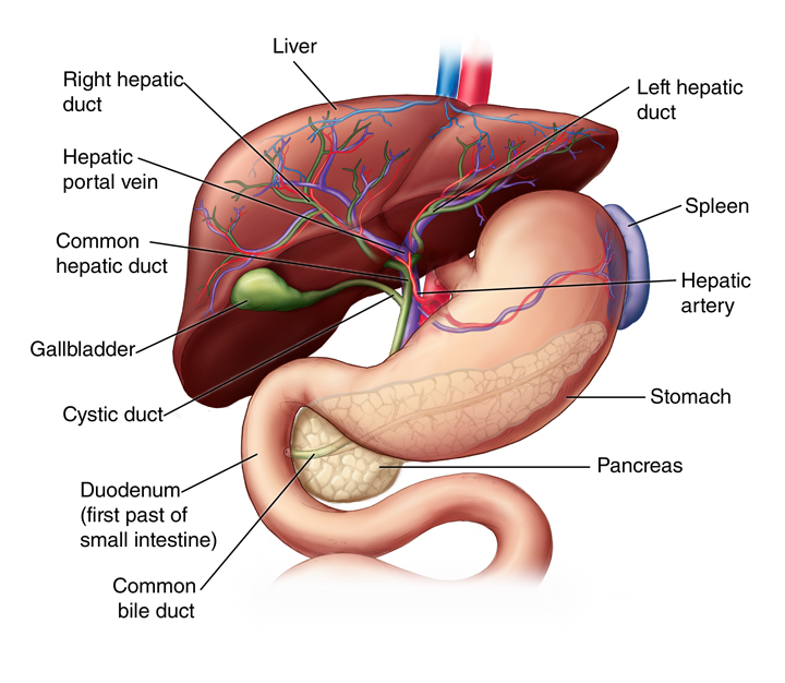 Liver: Anatomy and Functions | Johns Hopkins Medicine