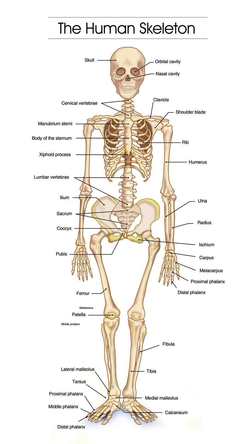 Human body 2.0: Skeletal System