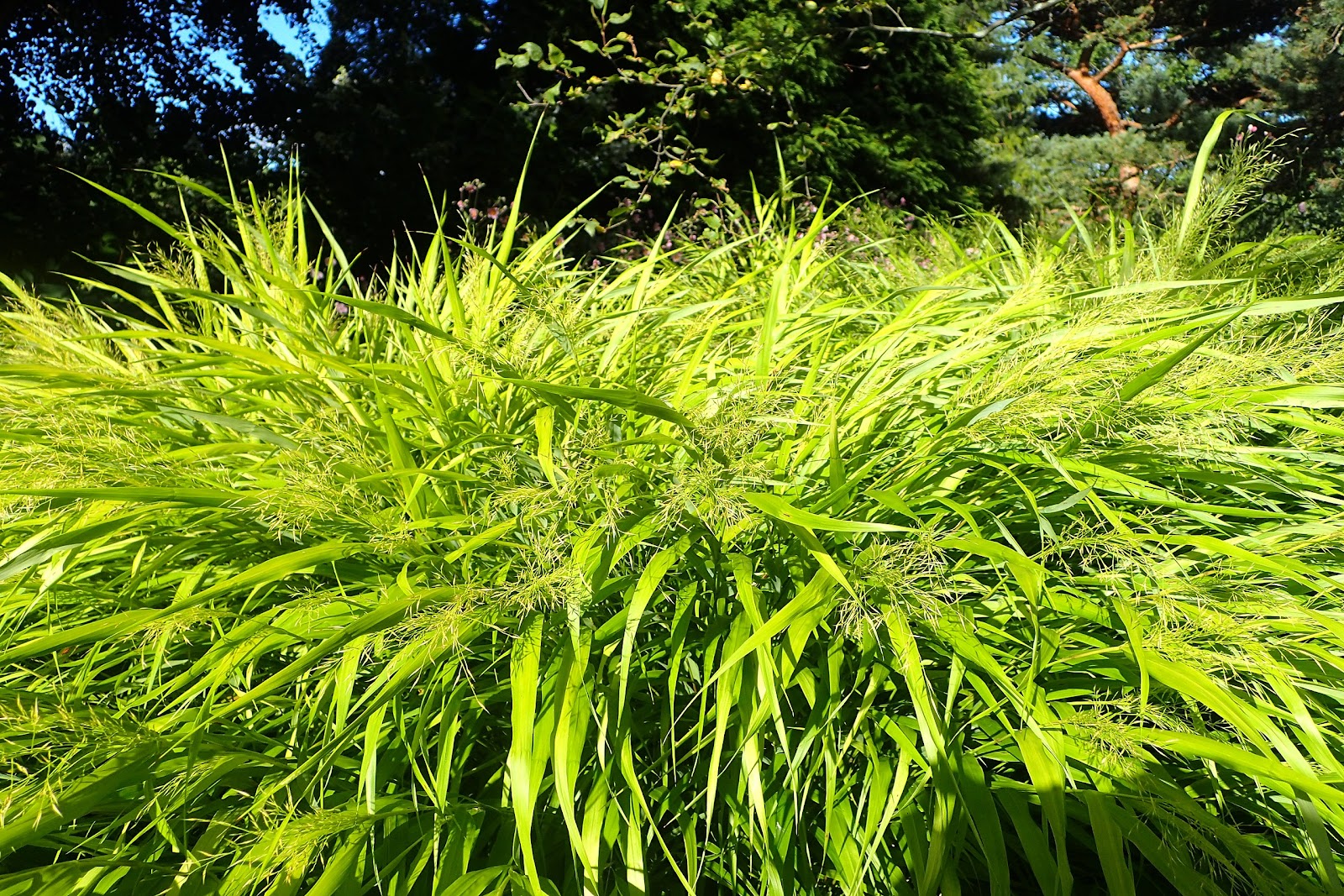 https://upload.wikimedia.org/wikipedia/commons/thumb/e/e3/Hakonechloa_macra_All_Gold_kz2.jpg/2560px-Hakonechloa_macra_All_Gold_kz2.jpg