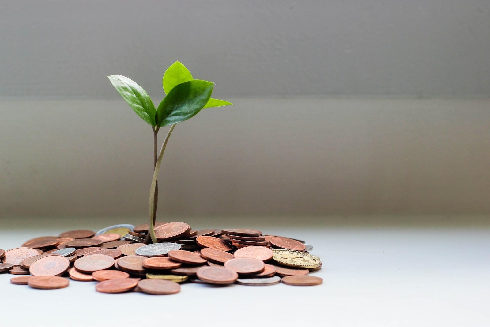 A picture of a plant growing out of some money to show how MbenzGram (MBGRAM) has grown organically
