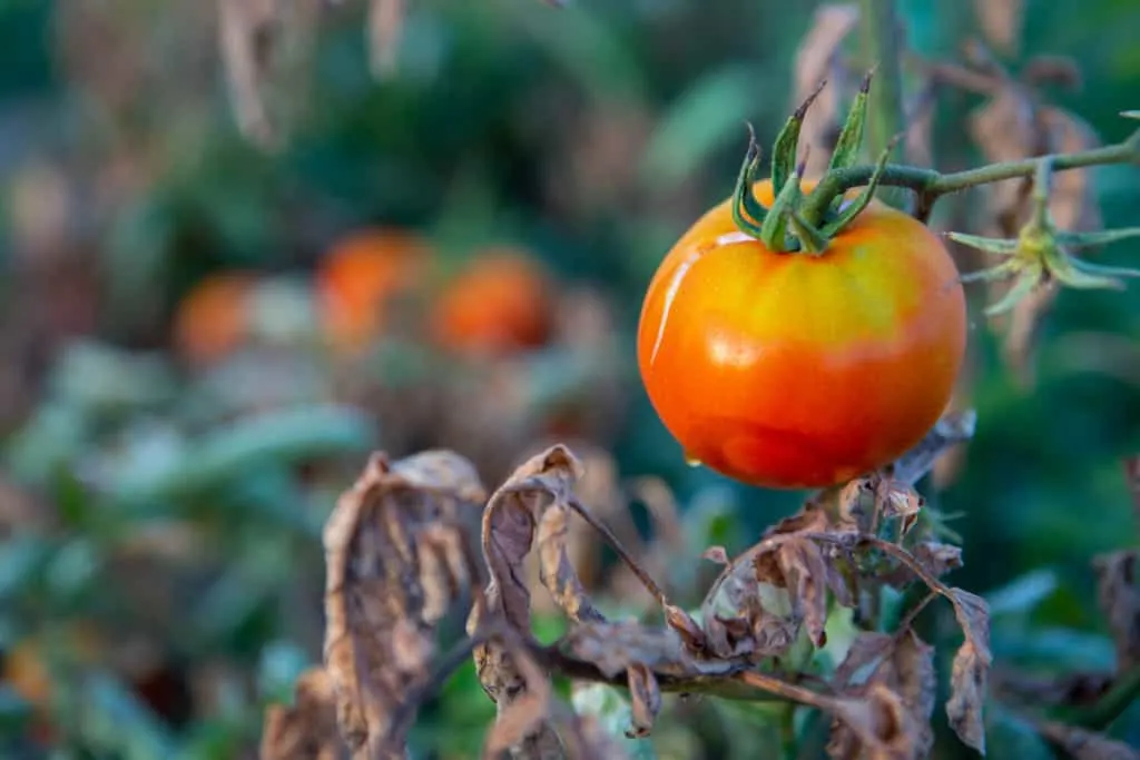 What happens when tomatoes get intense sunlight