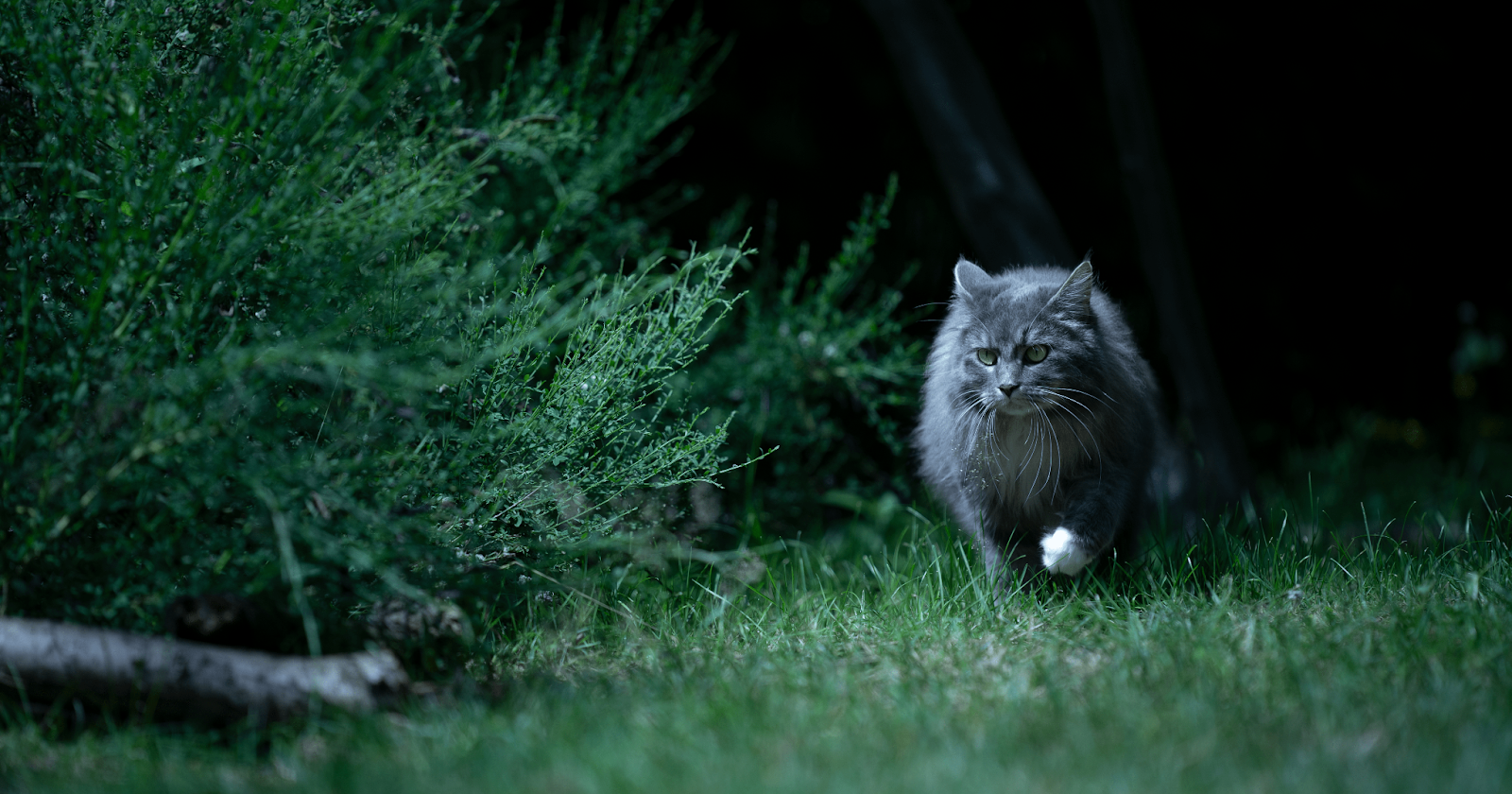 grey cat running in grass at night