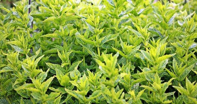 Mint, Green Mint, Plant, Herbal Plant