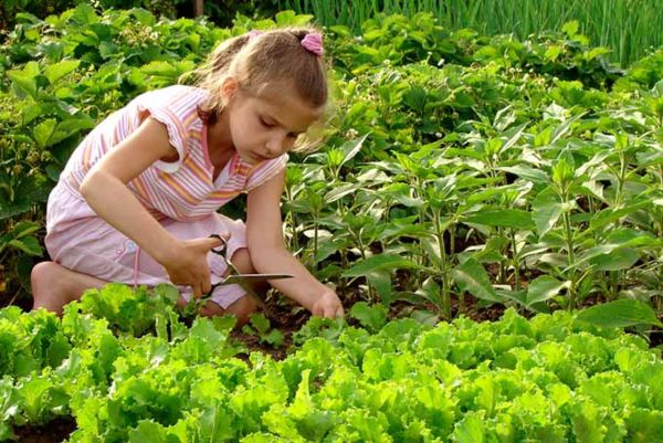 a young girl using scissors to harvest lettuce from a garden