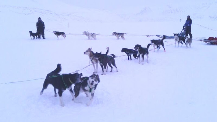 The dogs are preparing for a trip