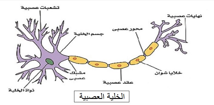 الجهاز العصبي البشري ، مقدمة عن تشريح وفسيولوجيا الجهاز العصبي فى الإنسان