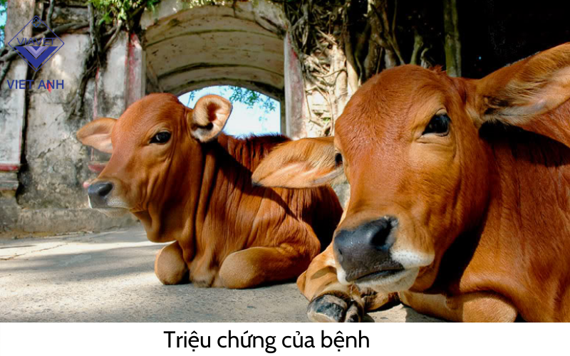 Triệu chứng của bệnh lao ở bò