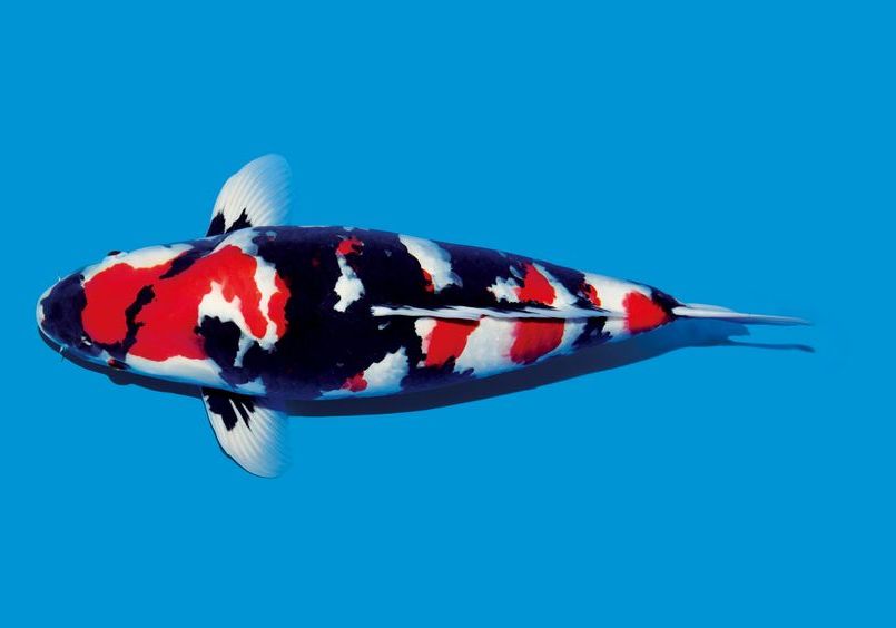 Ikan Koi