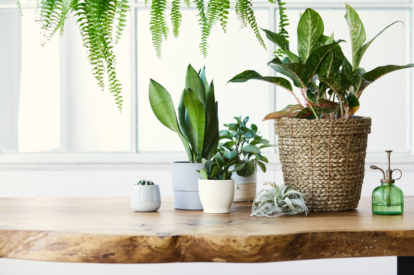 House plants sitting atop a live edge countertop below a  large window.