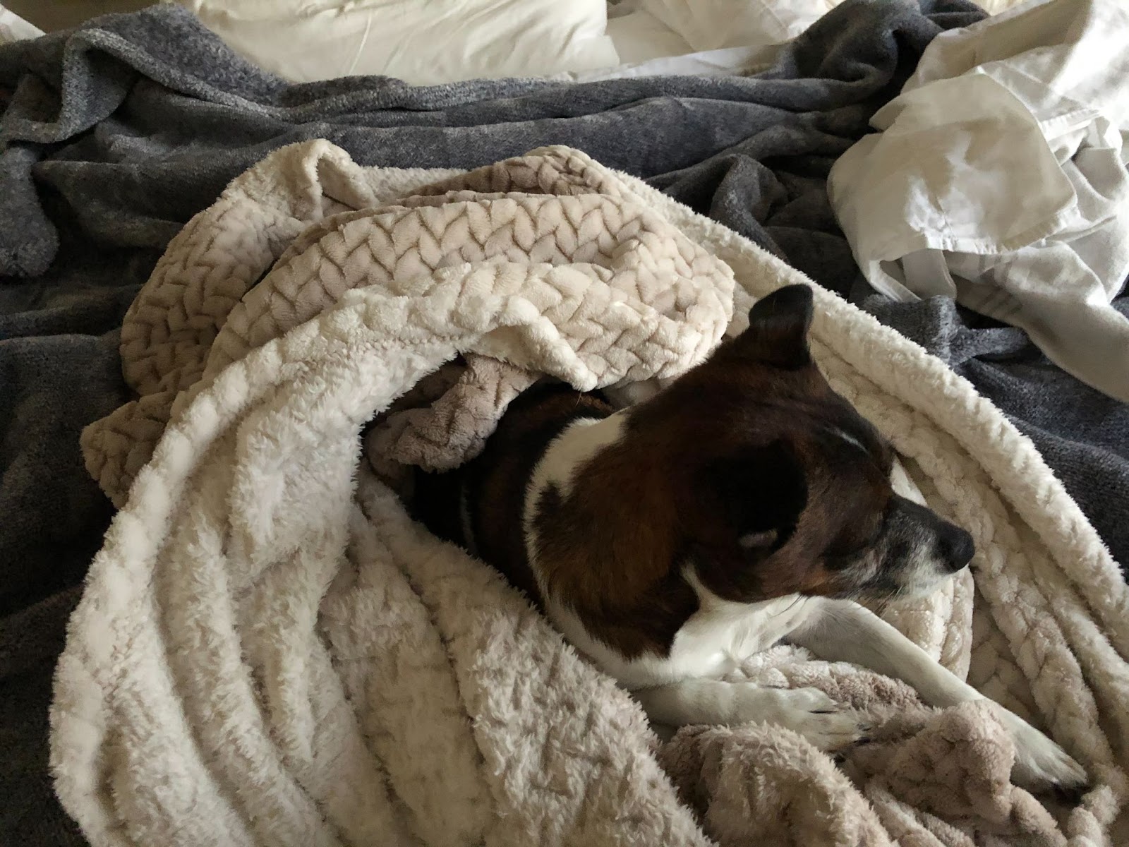 Little Crumpet snuggled under a blanket