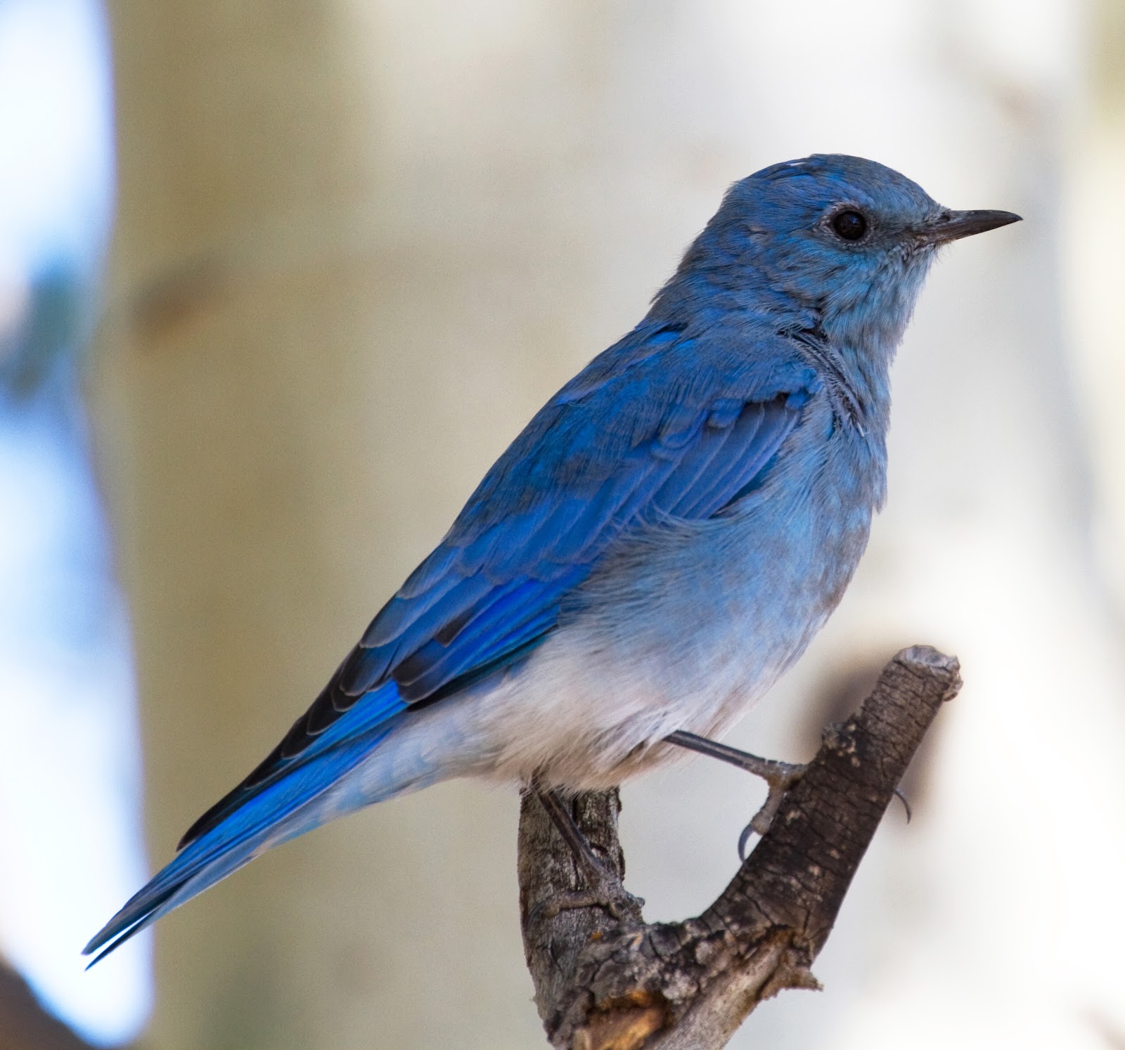 File:Mountain Blue Bird 5 (8045047207).jpg - Wikimedia Commons