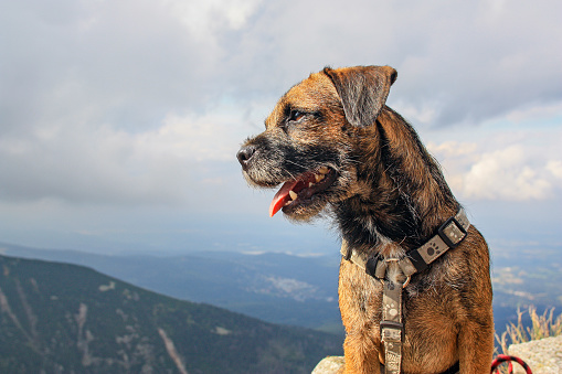 west highland white terrier vs border terrier