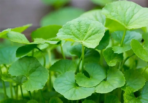 trị vết thâm muỗi đốt lâu năm