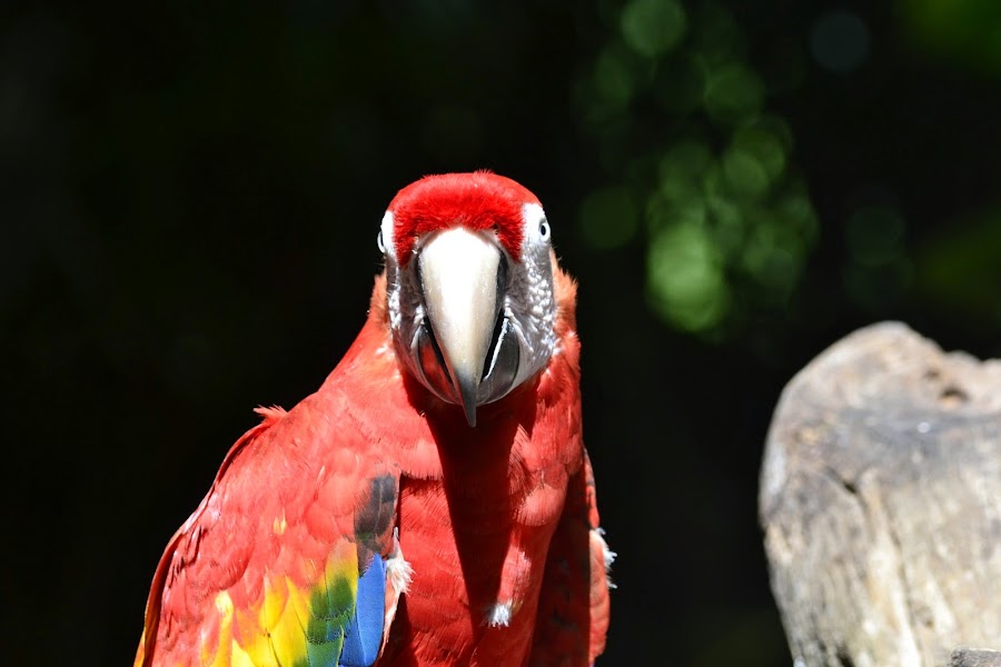 Мексика. И станут направления дорогами.