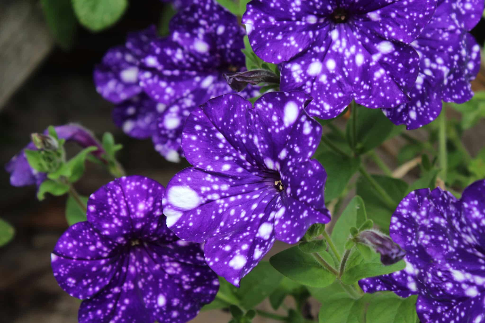 purple colored flower