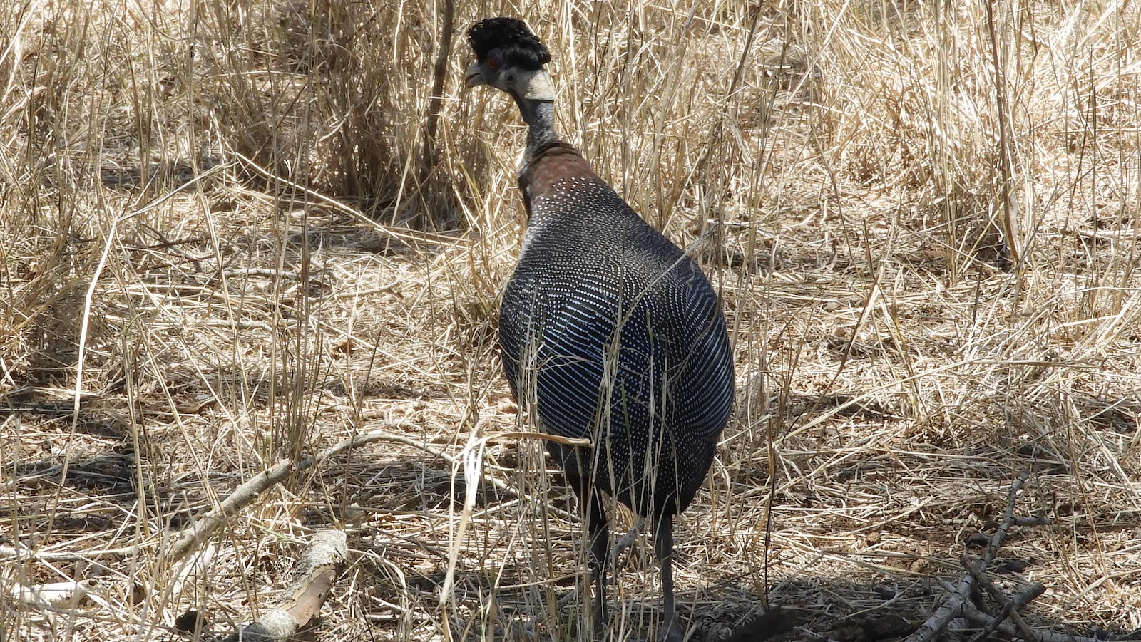 Crested Guinea Fowl