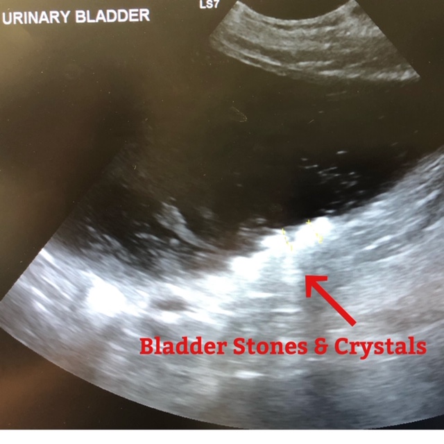 Bladder Stones & Crystals