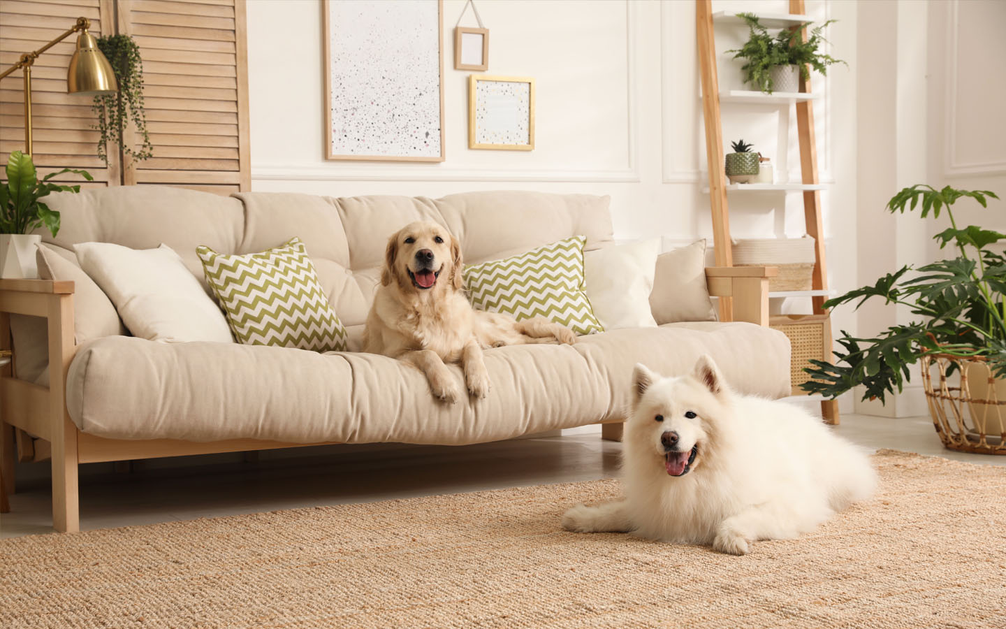 dogs sitting on sofa and carpet