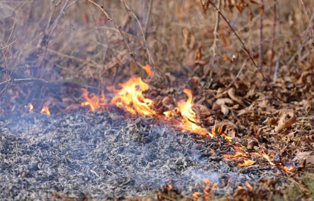 A picture containing grass, outdoor

Controlled light-burn on you private rural property.