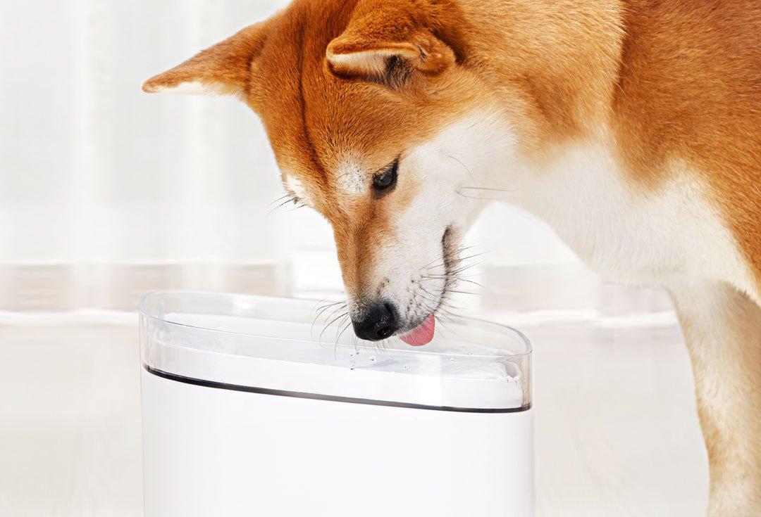 ÐÐ°ÑÑÐ¸Ð½ÐºÐ¸ Ð¿Ð¾ Ð·Ð°Ð¿ÑÐ¾ÑÑ Xiaomi Kitten Mijia & Puppy Pet Water Dispenser