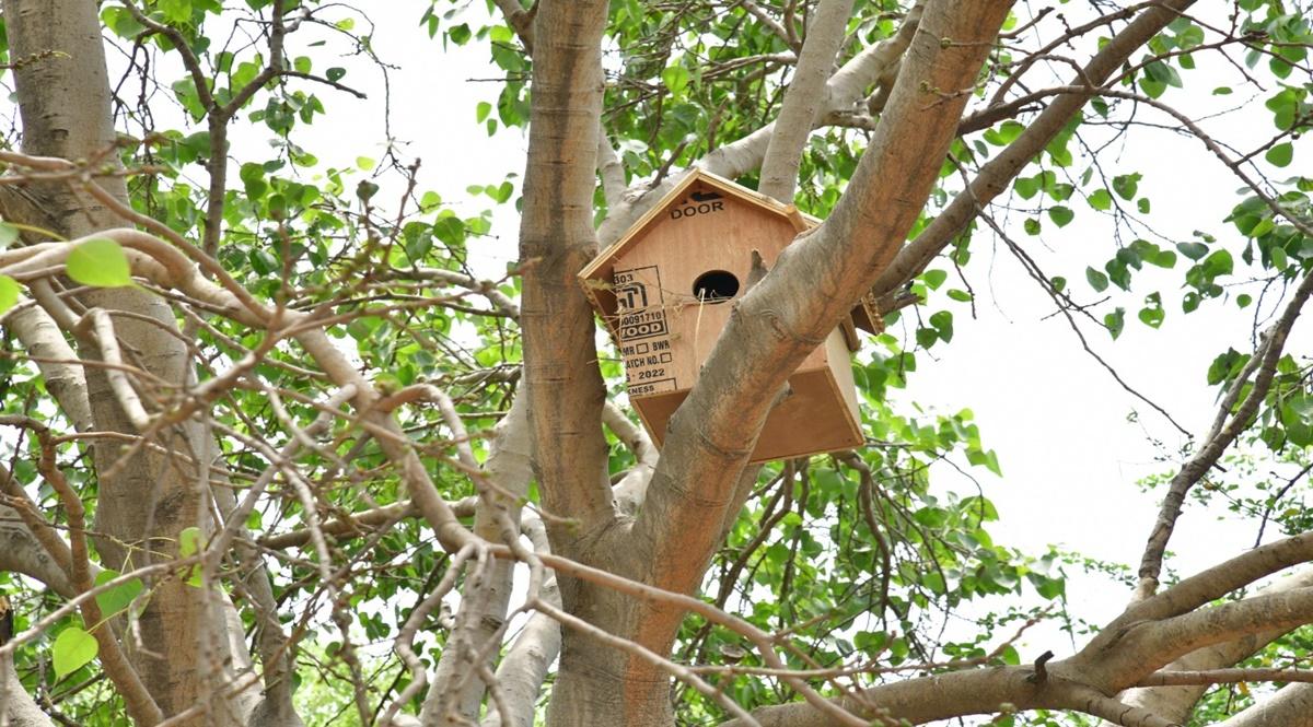 In a first, Delhi builds 'Goraiya Gram' for conservation of sparrows | The  Financial Express