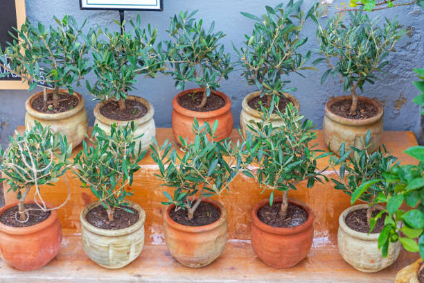 Olives Tree Pots Mediterranean Olive Tree Plants in Ceramic Pots Best Faux Olive Trees stock pictures, royalty-free photos & images