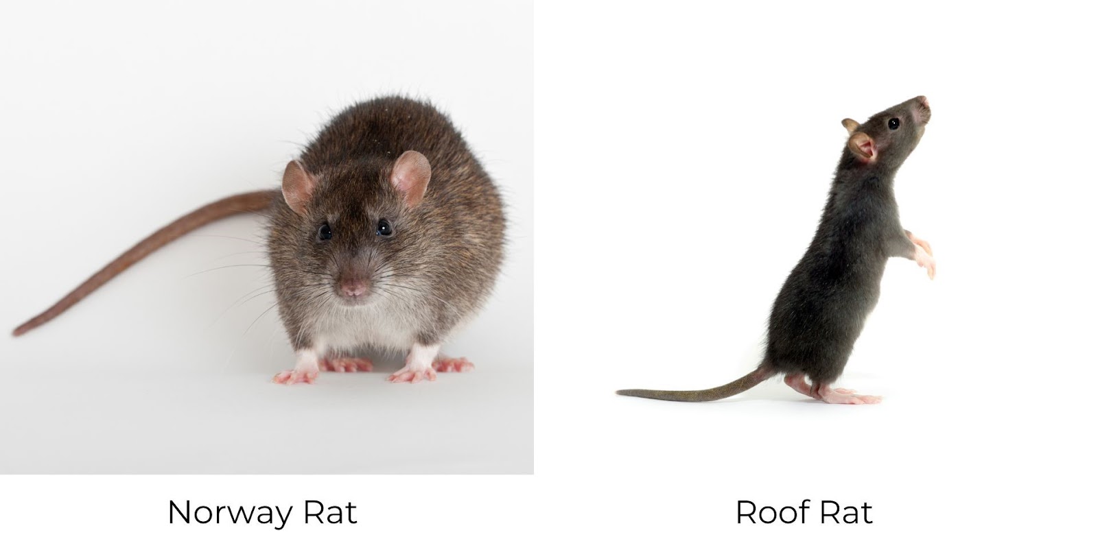 Norway Rat vs Roof Rat