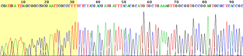 File:Sanger sequencing read display.png