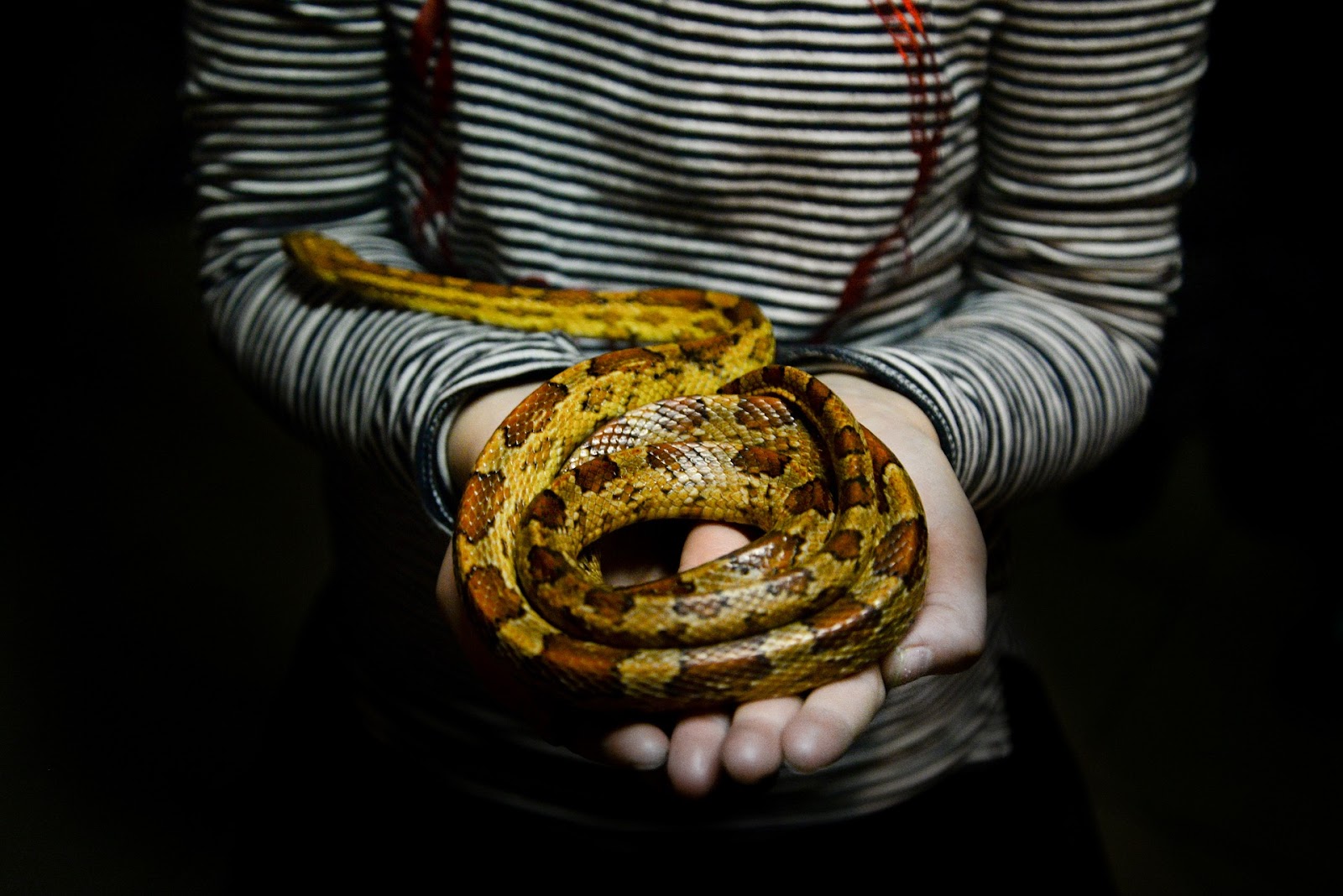 Person holding snake