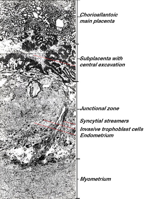 Figure 13: Histological survey of subplacenta and junctional zone in an early stage of placentation in the guinea pig. Note the high degree of trophoblast invasion extending from the subplacenta into the junctional zone. For details see Fig. 14.