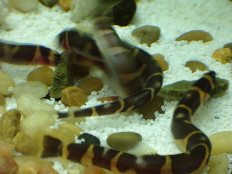 Group of Kuhli loaches