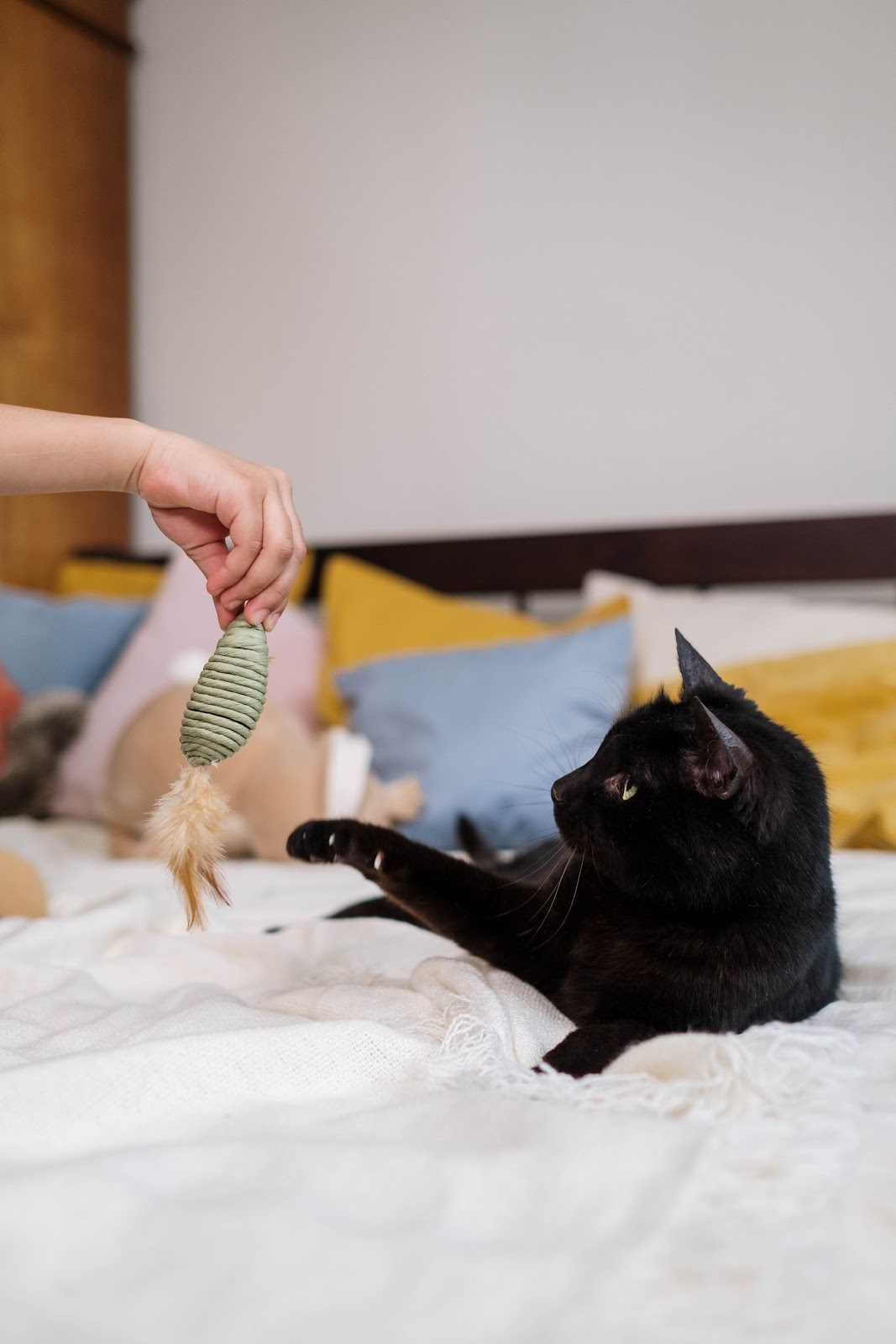 The black Cat is loving to play with yarn and fur toys.