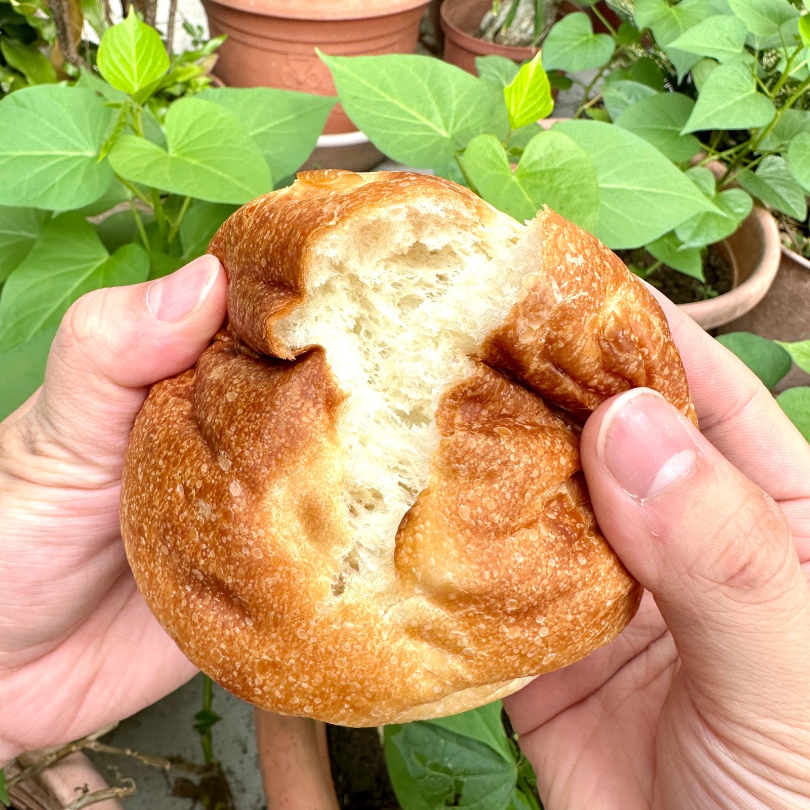 限量北海道氣球麵包開箱｜傳說中比棉花還柔軟的日本麵包！