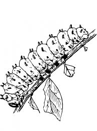 Image result for caterpillar coloring pages