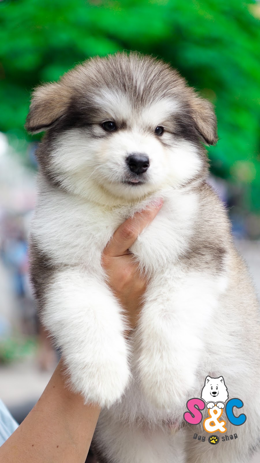 Chó Alaska khổng lồ và những điều cần biết