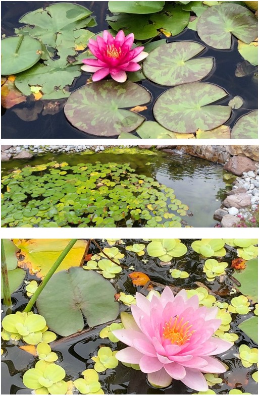 Water lilies in backyard pond landscaping