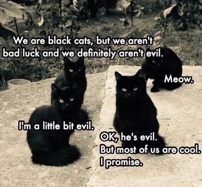 Image of 4 black cats, the cats are saying: We are black cats but we definitely aren't evil. Meow. I'm a little bit evil. Ok he's evil but most of us are cool I promise.